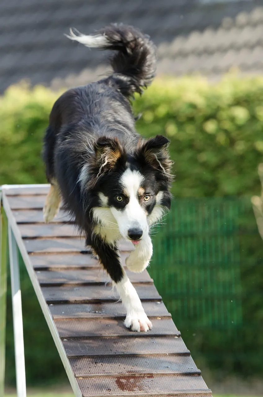 Dogtrain- Hundetraining
