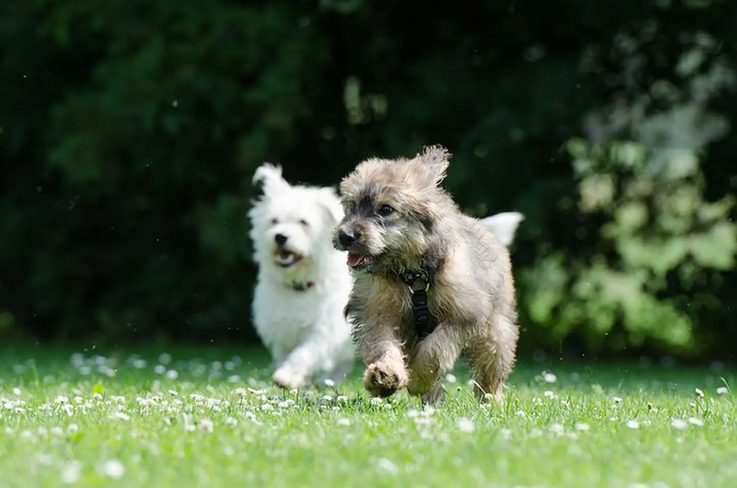 Dogtrain- Welpen