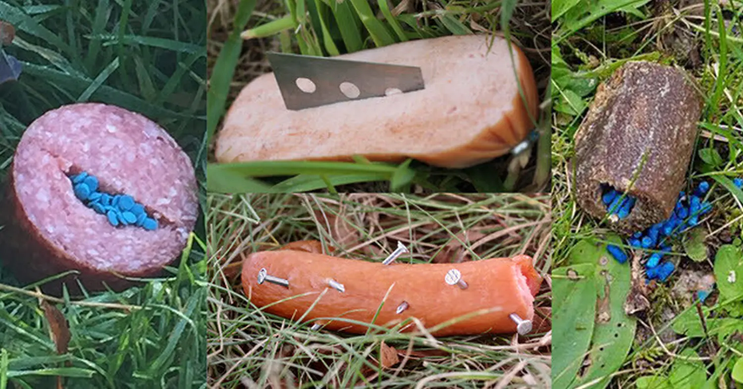 Dogtrain- - Nägel, Klingen und Pillen, die zu Trainingszwecken in die Wurst eingeführt werden