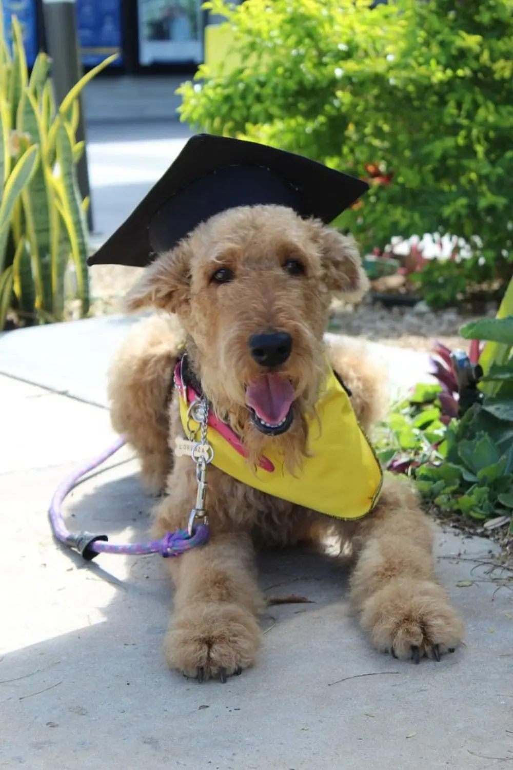 Dogtrain- ein Hund mit Graduierungshut
