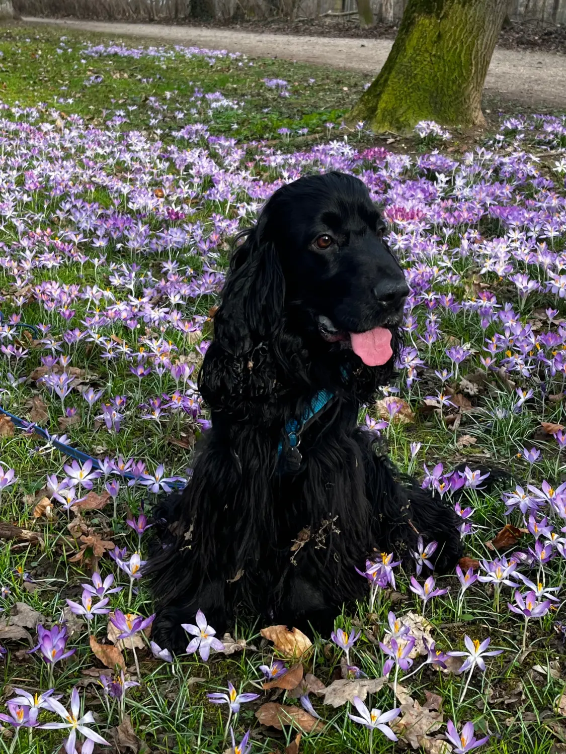 Stewy, Cotrainer