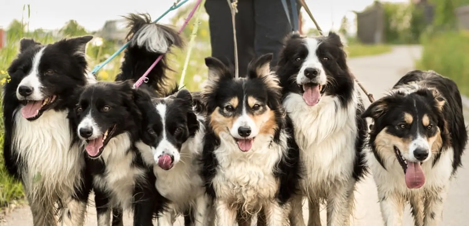 Dogtrain- Hunde